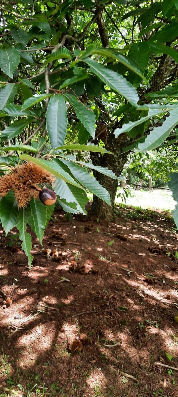 Chácara No Roteiro Do Vinho em São Roque!