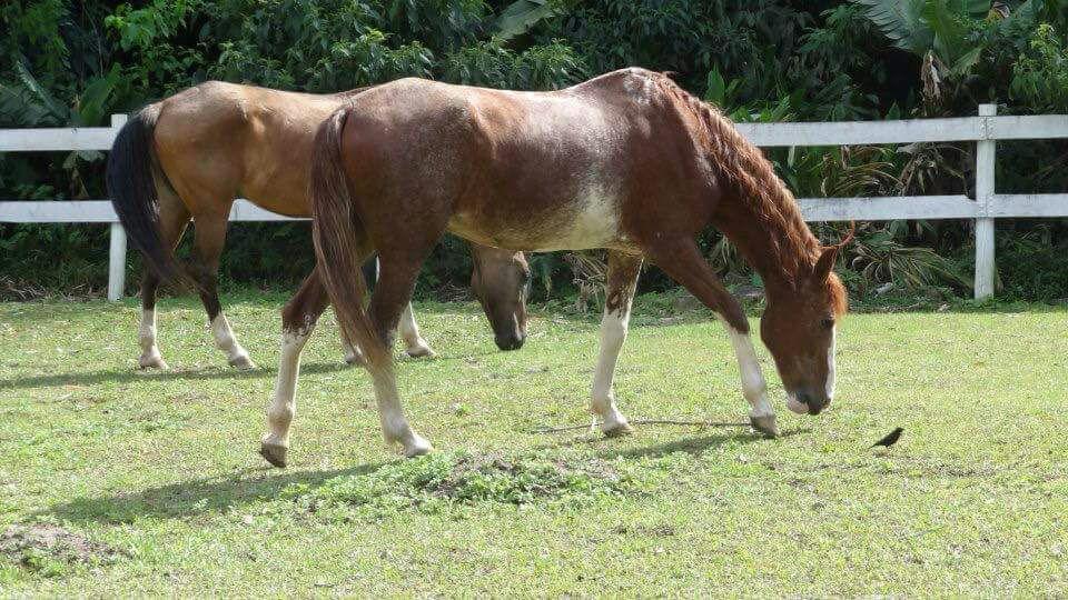 Sítio em São João Novo, SÃO ROQUE - Foto 18