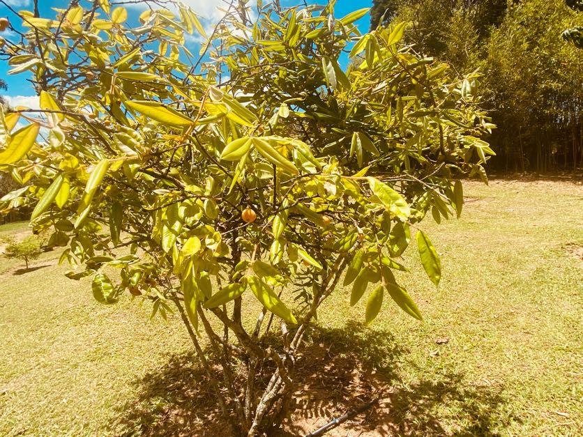 Sítio em Pavão (Canguera), SÃO ROQUE - Foto 51