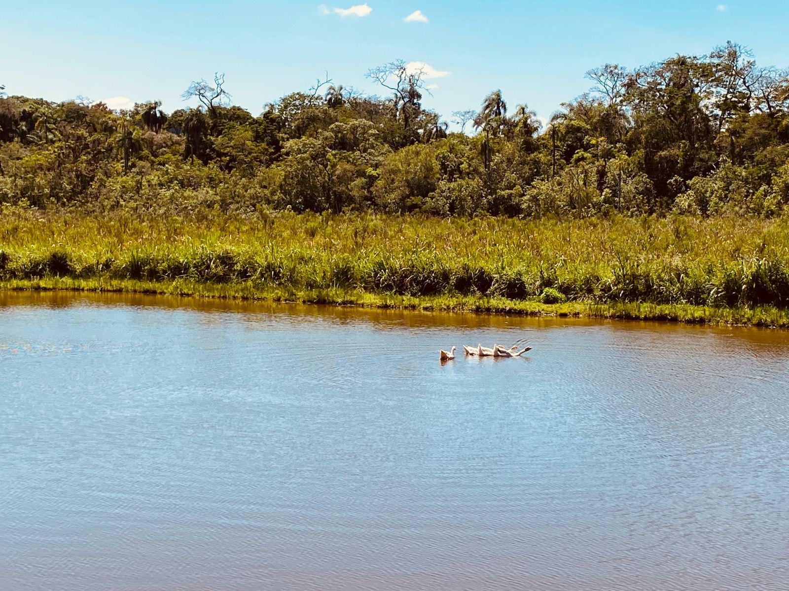 Sítio em Pavão (Canguera), SÃO ROQUE - Foto 73