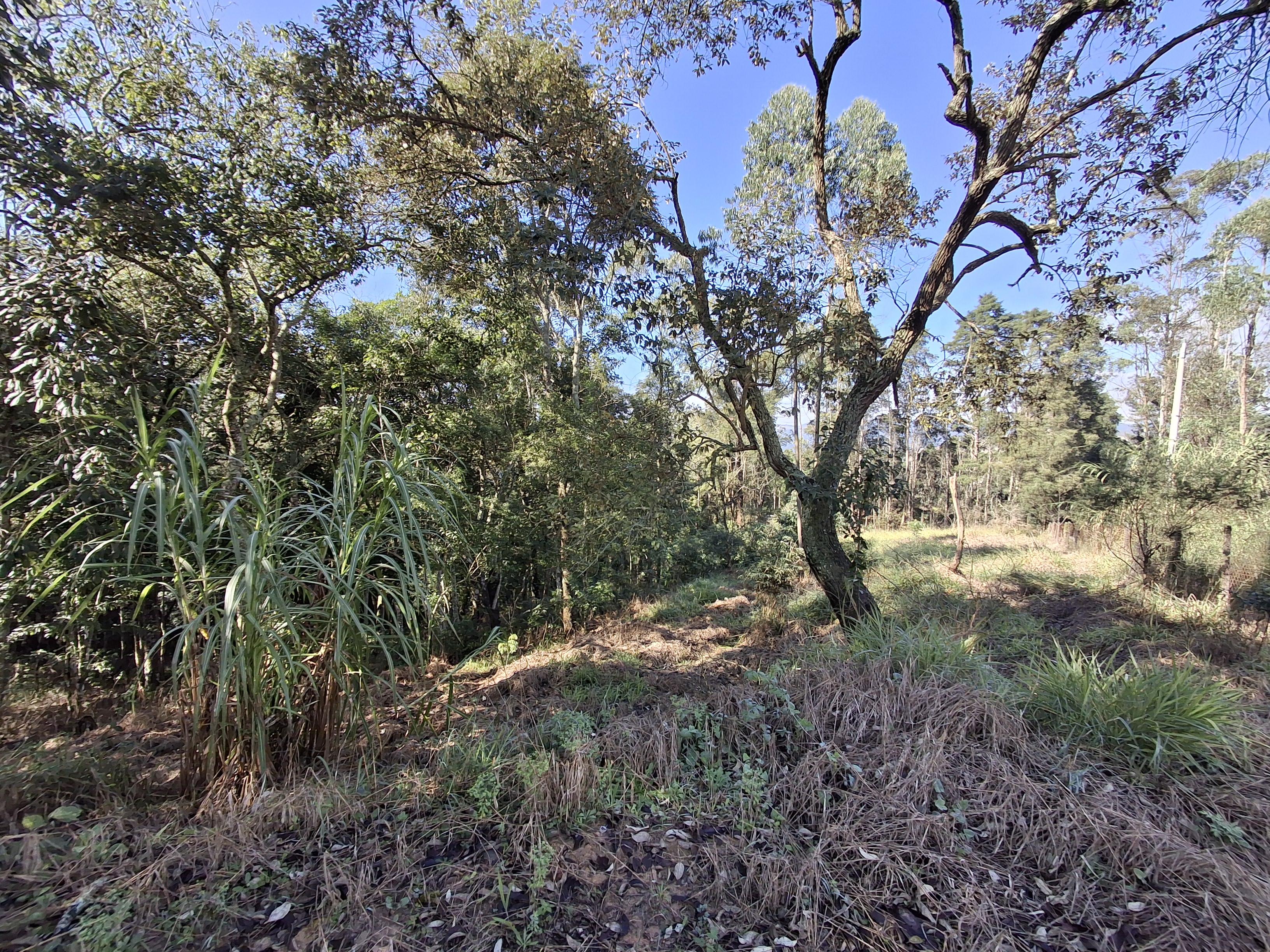 Terreno em Vila Darcy Penteado (Mailasqui), SÃO ROQUE - Foto 27