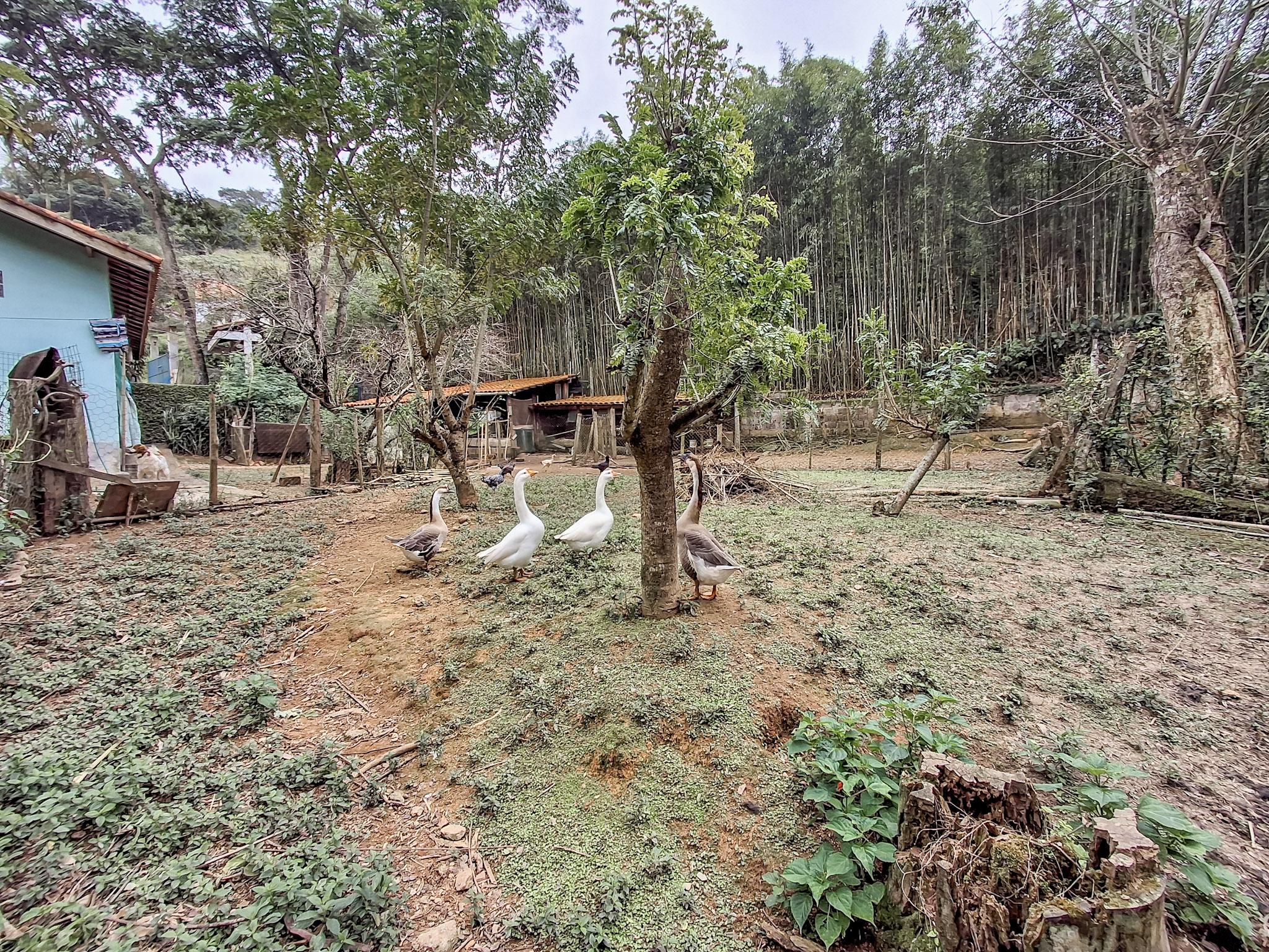 Sítio em Volta Grande (São João Novo), SÃO ROQUE - Foto 75