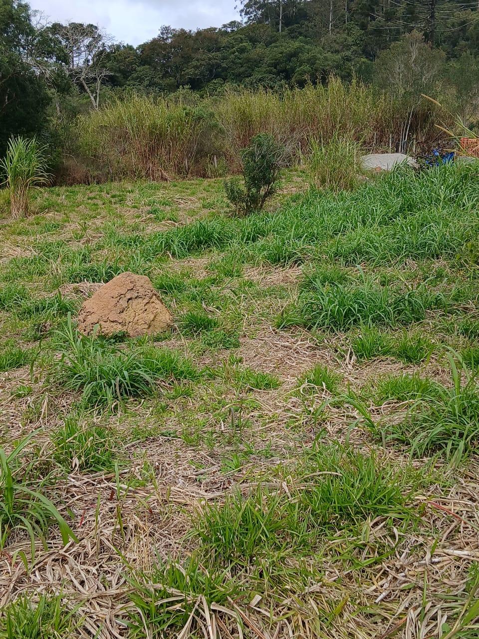 Terreno em Sorocamirim (Canguera), SÃO ROQUE - Terreno Pronto para Construir  Bairro Sorocamirim em São Roque! - Foto 11