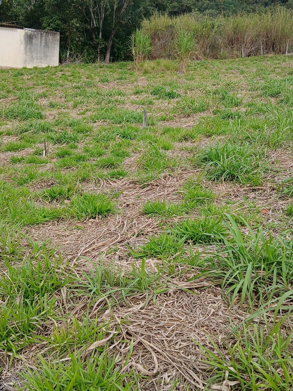 Terreno em Sorocamirim (Canguera), SÃO ROQUE - Terreno Pronto para Construir  Bairro Sorocamirim em São Roque! - Foto 9