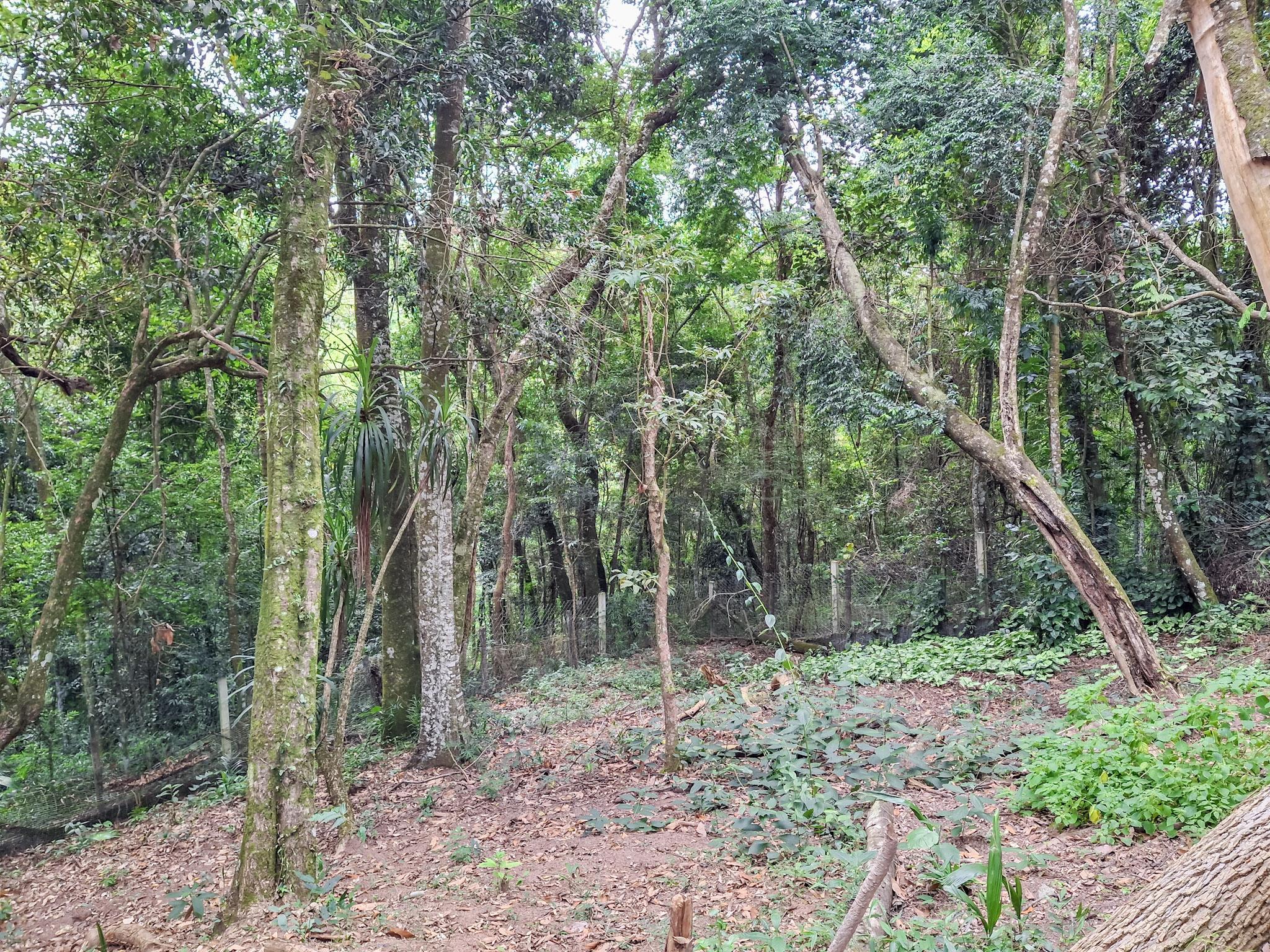 Sítio em Sorocamirim (Canguera), SÃO ROQUE - Foto 63