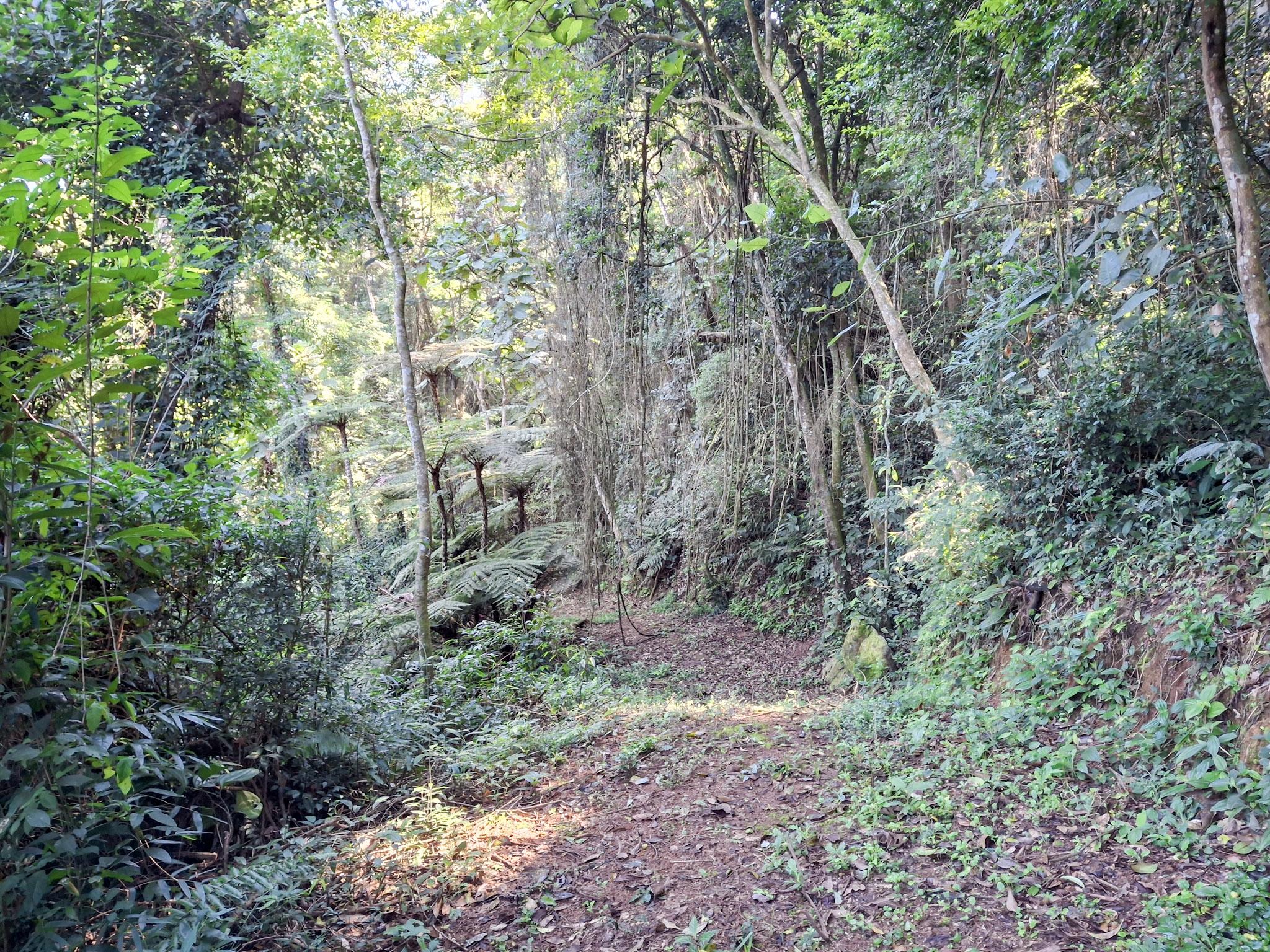 Sítio em Vila Darcy Penteado (Mailasqui), SÃO ROQUE - Foto 177