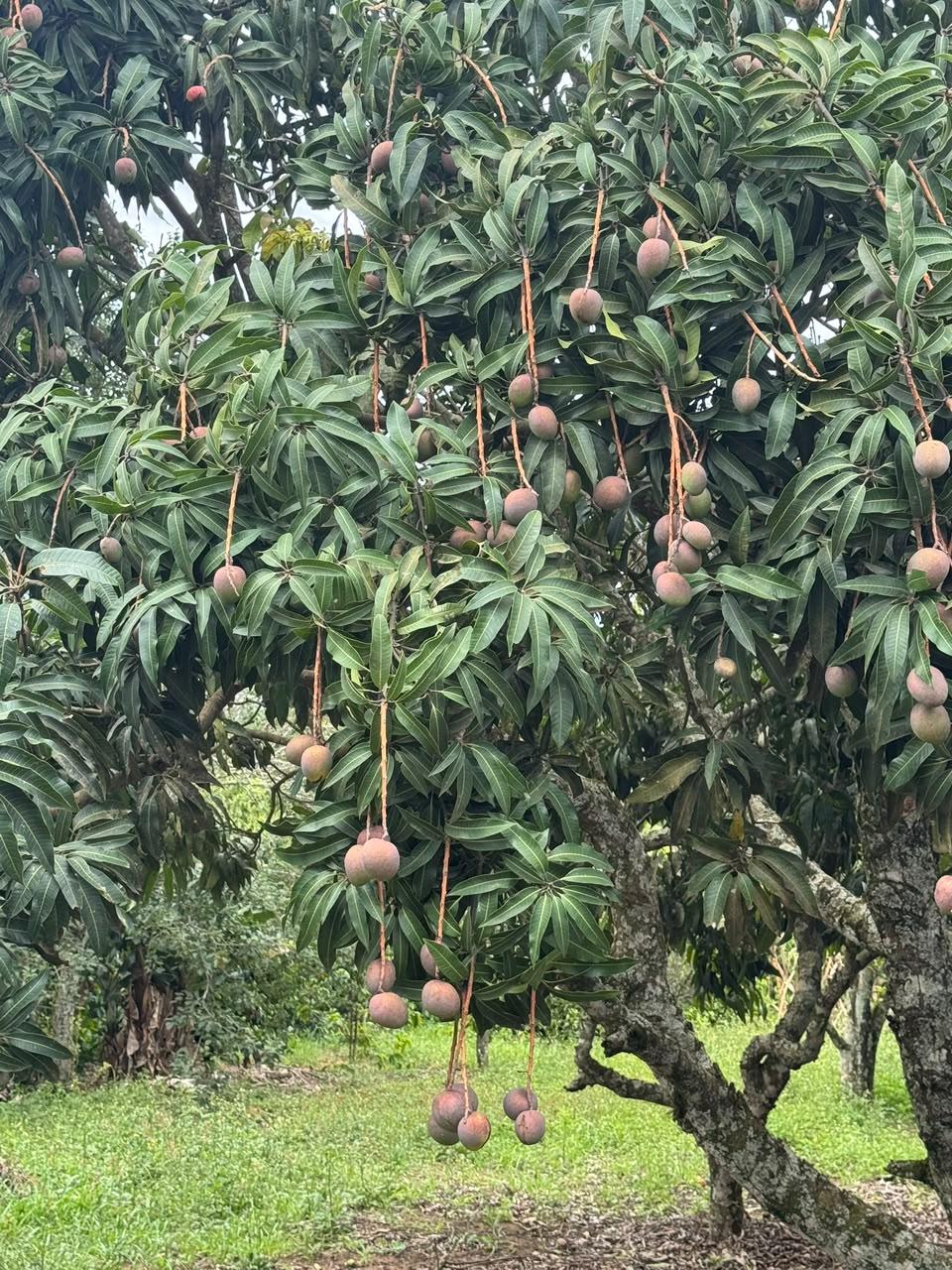 Sítio em Sítio Nagai, MAIRINQUE - Foto 21