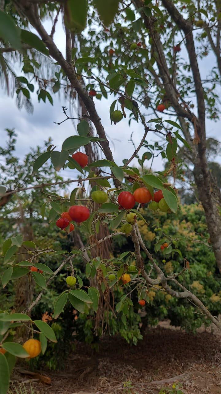 Sítio em Sítio Nagai, MAIRINQUE - Foto 26
