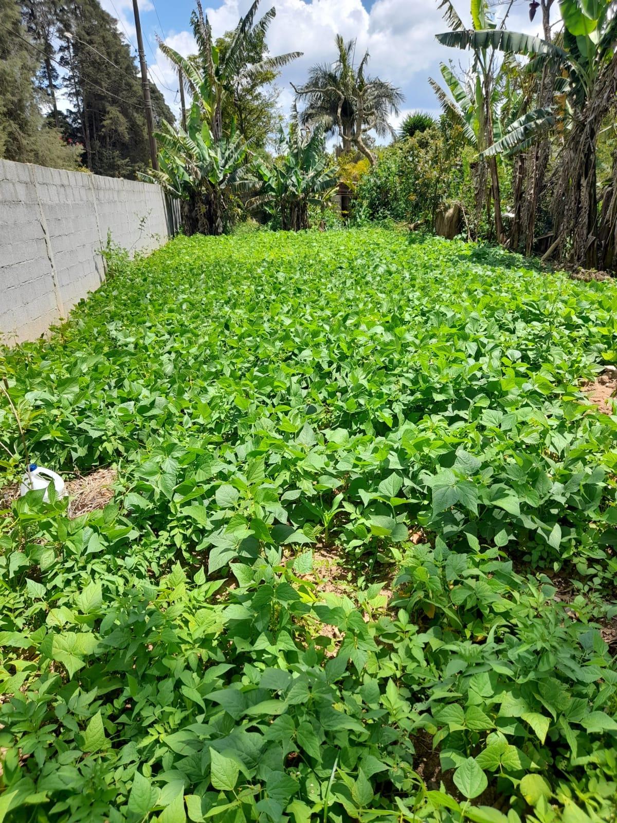 Terreno em Alpes Paulista (Mailasqui), SÃO ROQUE - Terreno de 3390 m² próximo da estrada da aeronáutica em São Roque! - Foto 5