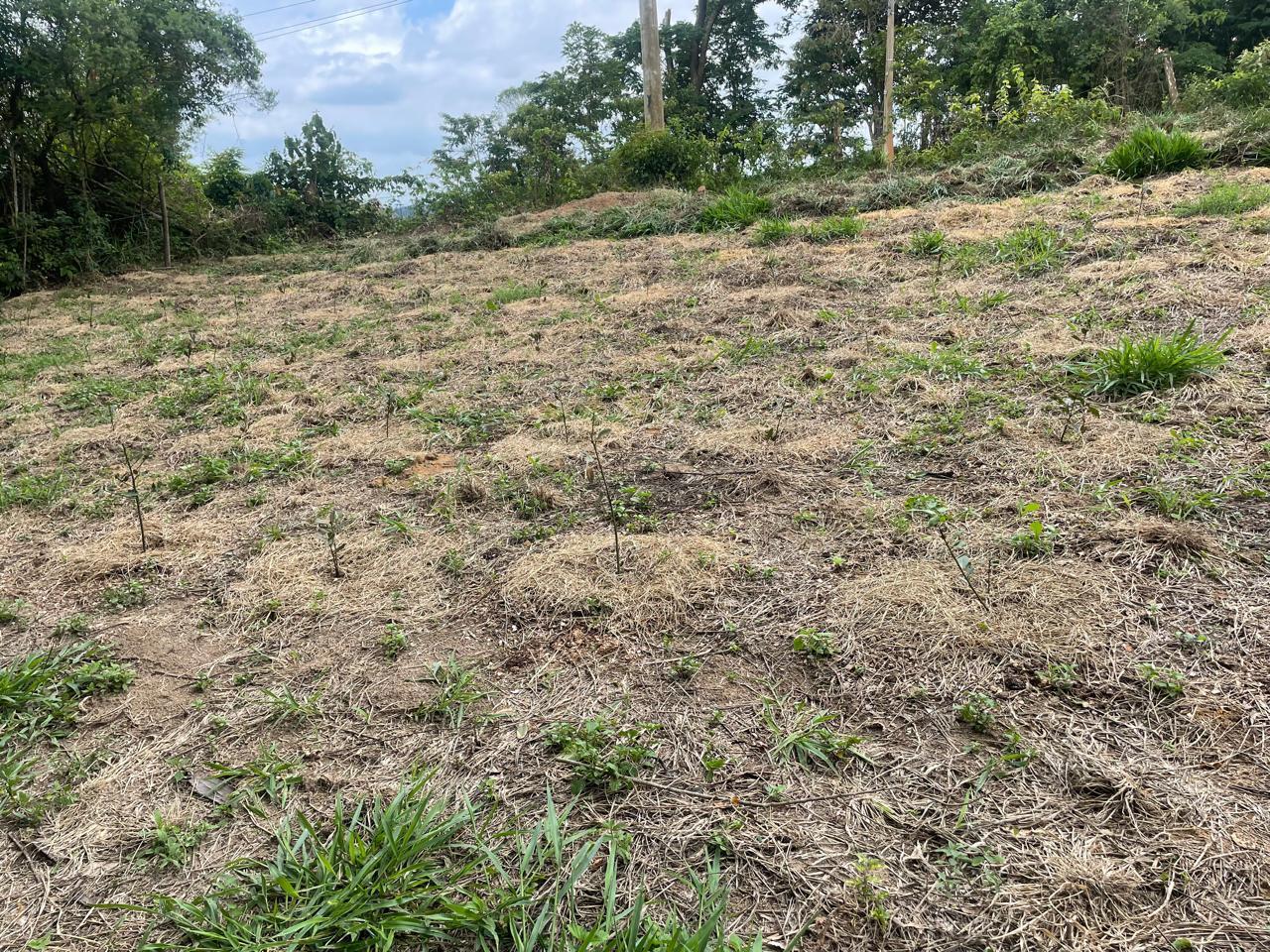 Sítio em Jardim Guaçu, SÃO ROQUE - Sitio com nascente e terra fertil próximo ao centro de São Roque! - Foto 47