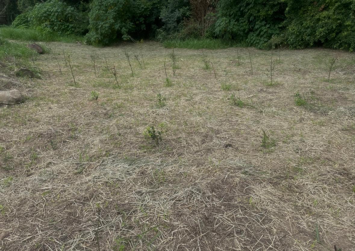 Sítio em Jardim Guaçu, SÃO ROQUE - Sitio com nascente e terra fertil próximo ao centro de São Roque! - Foto 64