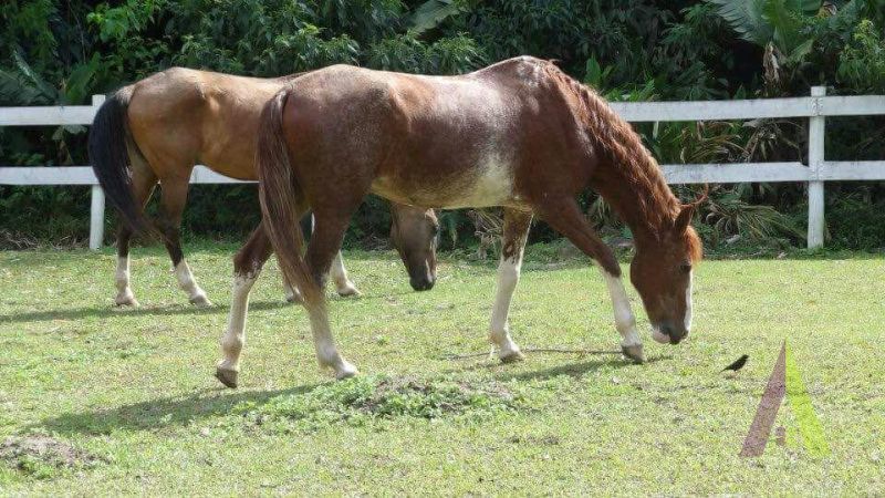 Haras em São Roque!