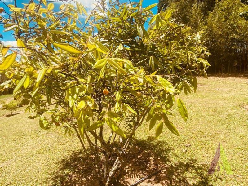 Sitio com 3 Casas e Lago em São Roque!