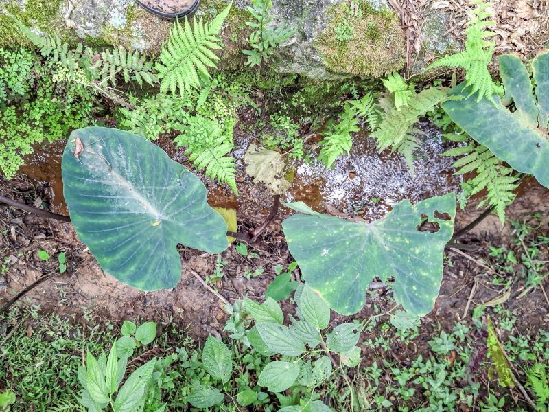 Chácara com 3 lagos e acessibilidade rodeada de muito verde em São Roque!