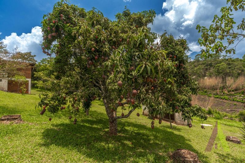 Sítio em Sorocamirim (Canguera), SÃO ROQUE - Foto 98