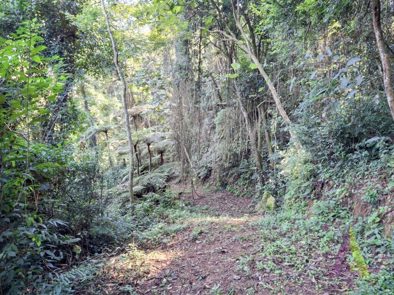 Sítio em Vila Darcy Penteado (Mailasqui), SÃO ROQUE - Foto 178
