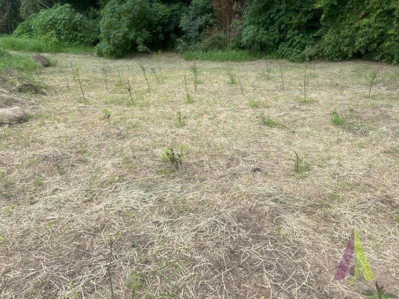 Sítio em Jardim Guaçu, SÃO ROQUE - Sitio com nascente e terra fertil próximo ao centro de São Roque! - Foto 49