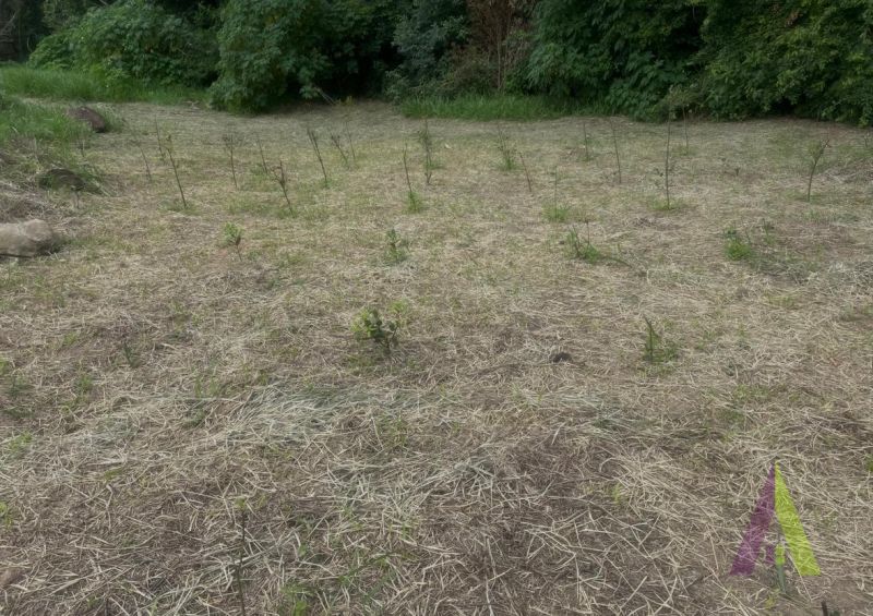 Sítio em Jardim Guaçu, SÃO ROQUE - Sitio com nascente e terra fertil próximo ao centro de São Roque! - Foto 65